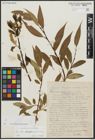 Foto von Salix alba L. x Salix pentandra L.